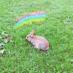 实在忍不住要抹一朵彩虹给这只可爱的小兔子。