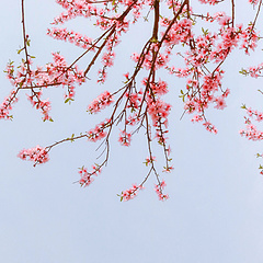 春日の桃花