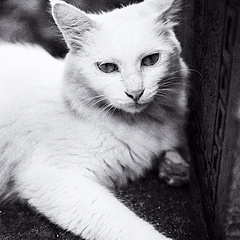 不管白猫黑猫 抓拍到的就是好猫