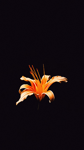时光中的花花草草