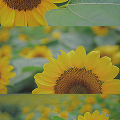🌻冒个泡泡