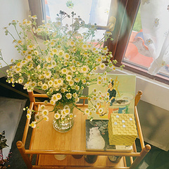 雏菊🌼