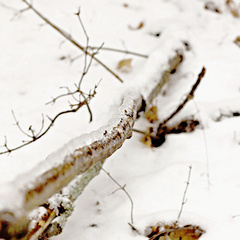一场雪