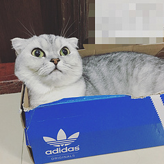 阿迪喵。