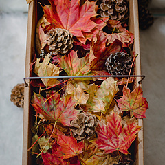秋叶一盒